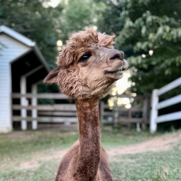 alpaca experience