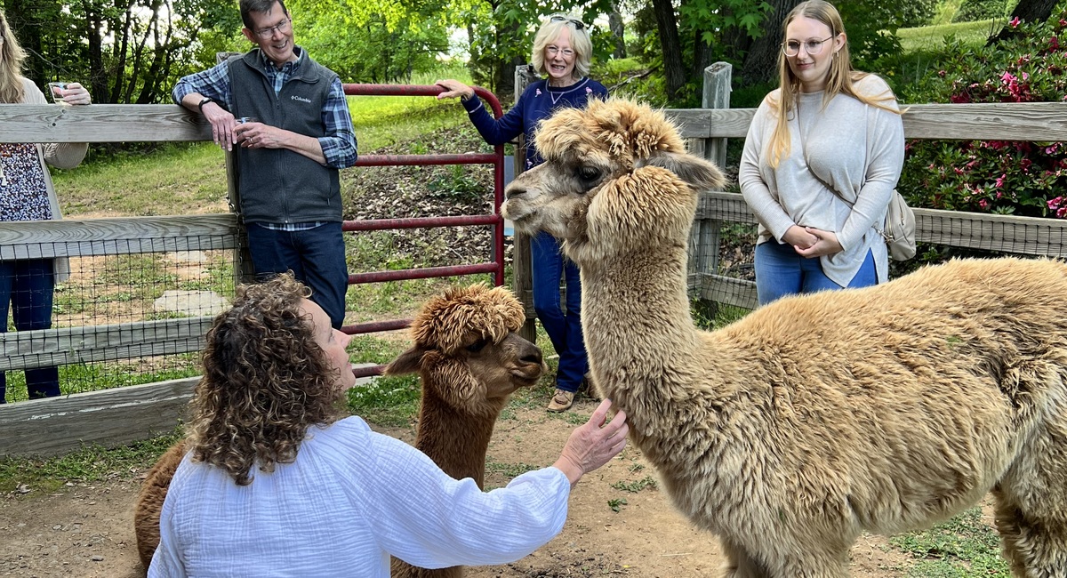 Alpaca being petted