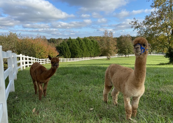 Alpaca Experiences