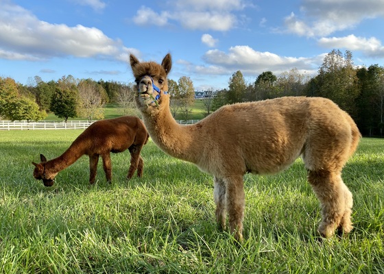 Alpaca Wine Experience